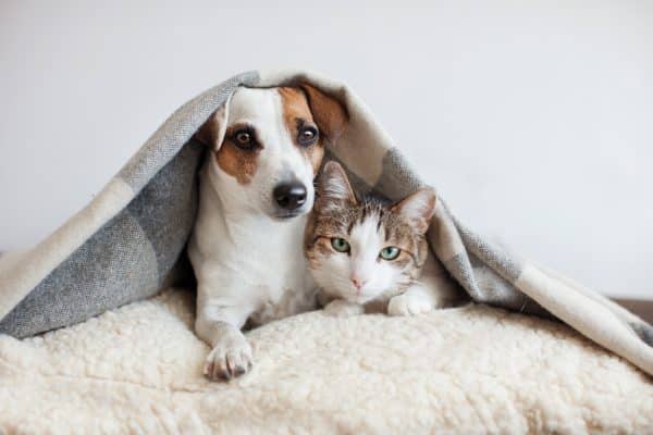 Shutterstock 1043814685