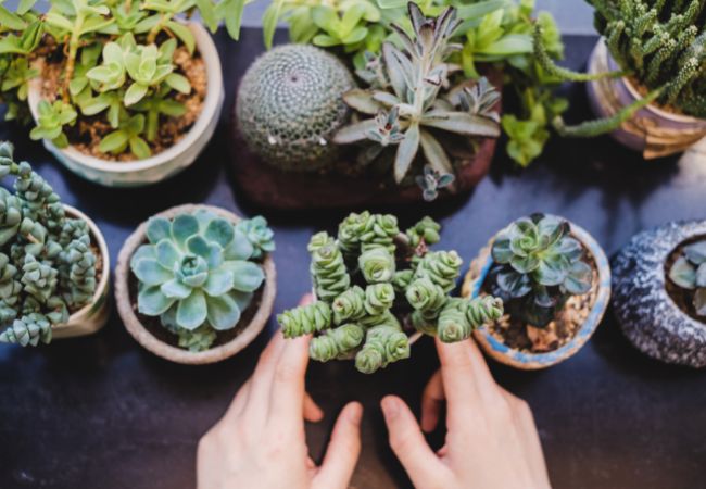 Succulents interieur kamerplant volle zon beste bekende vetplanten