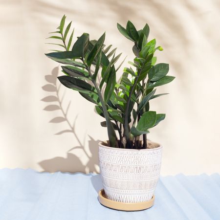 Zamioculcas makkelijkste kamerplant welke kamerplanten hebben weinig onderhoud nodig?