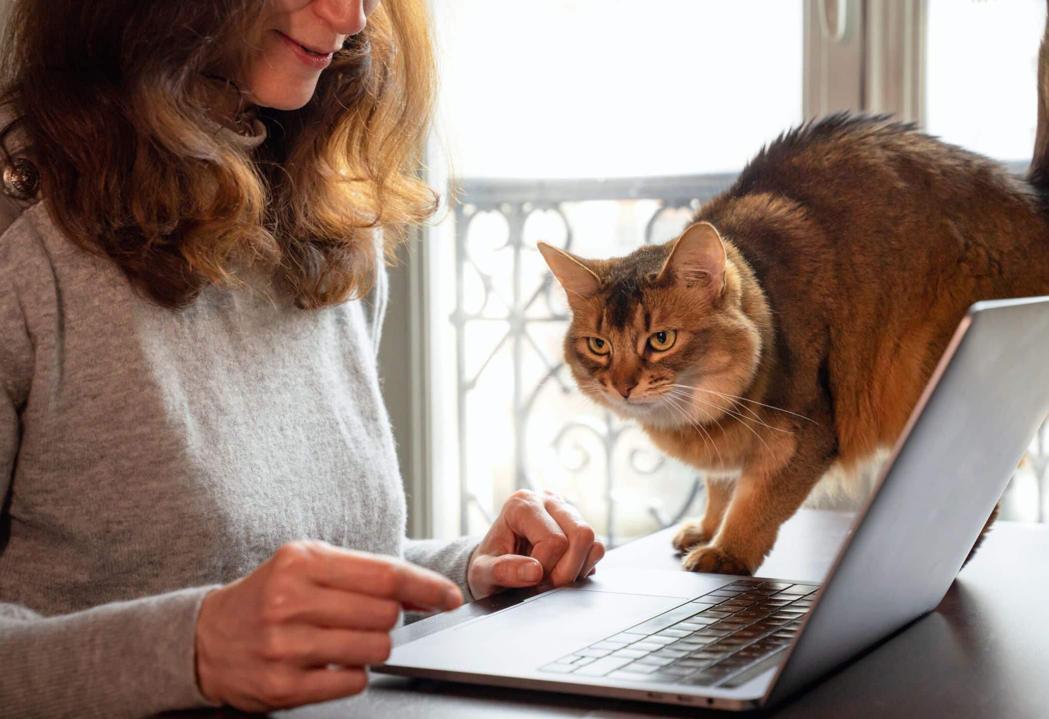 Franse Kat Santenl Frans