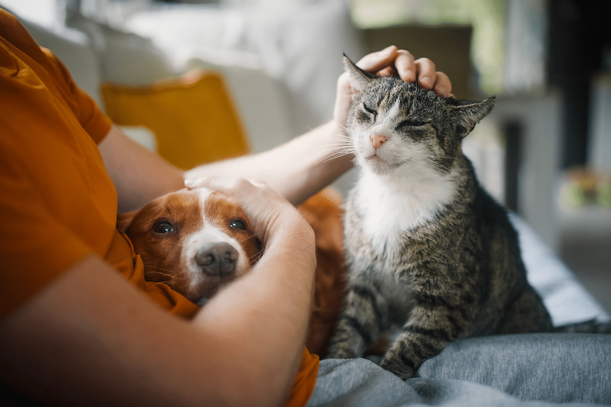 Hond en kat bij vrouw op schoot