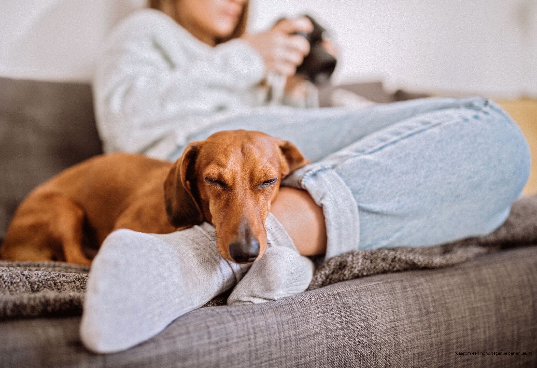 3x waarom jouw hond tegen je