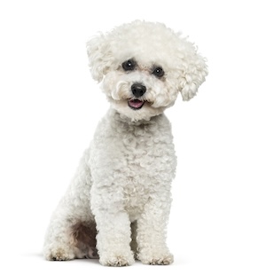 Bichon Frise