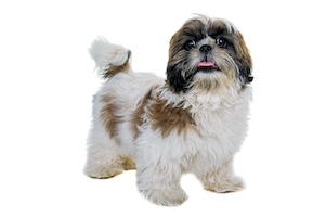 Shih Tzu