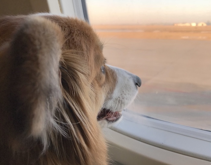 hond mee op vakantie Kan je een hond meenemen in het vliegtuig? hondvriendelijke vakantie