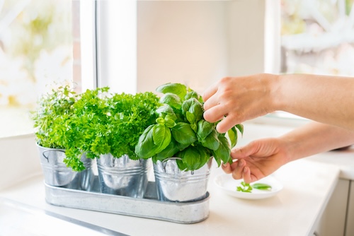 Wat kan je het hele jaar door kweken? Hoe begin je een kleine moestuin?