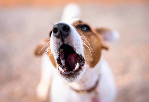 Hond Blaft
