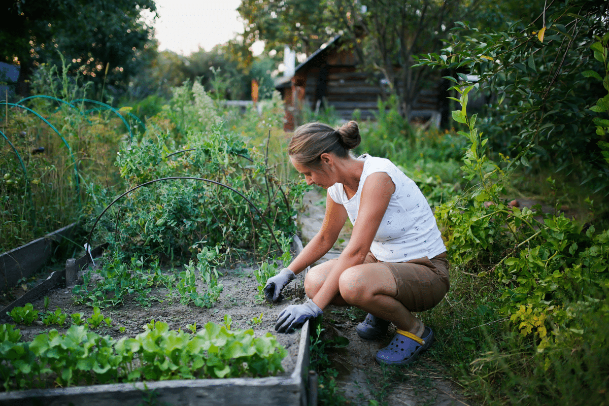 Vrouw is bezig in moestuin