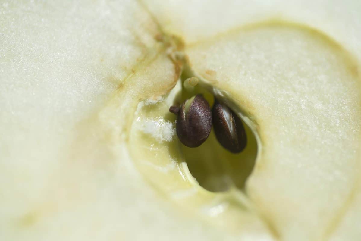 Apple Core With Seeds