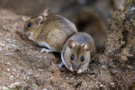 Muizen - Hantavirus