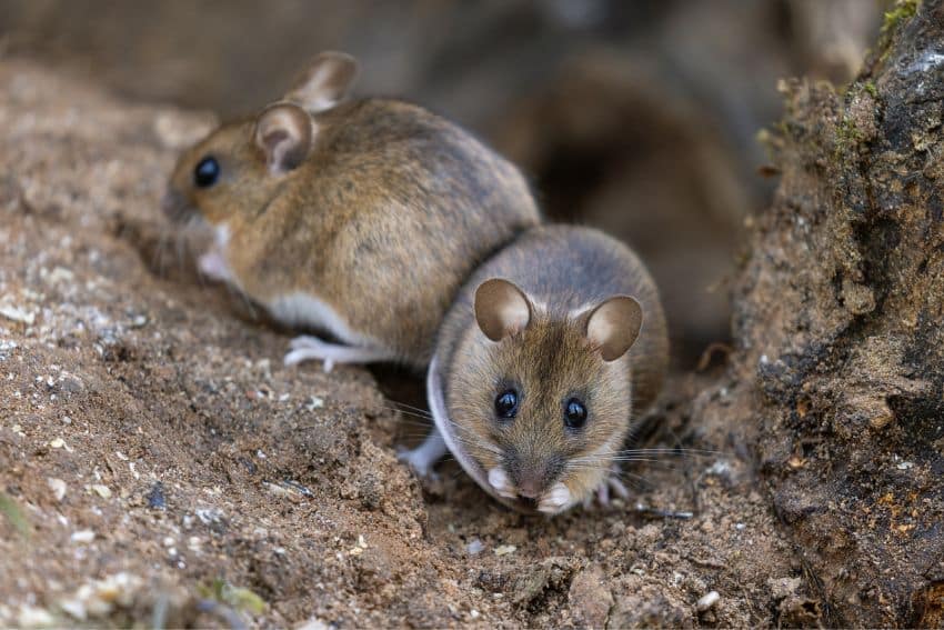 Muizen - Hantavirus