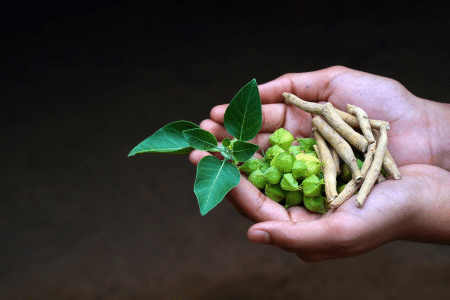Ashwagandha