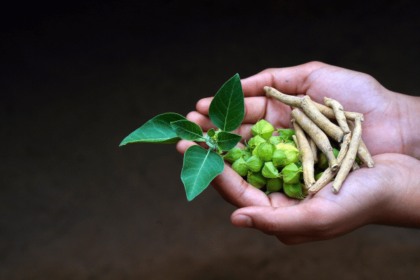 Ashwagandha