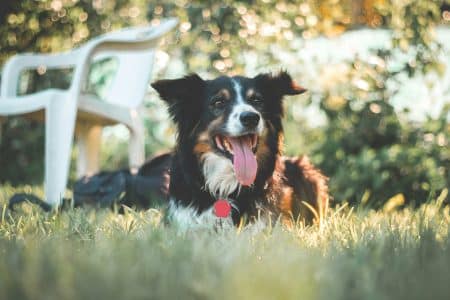 Hond