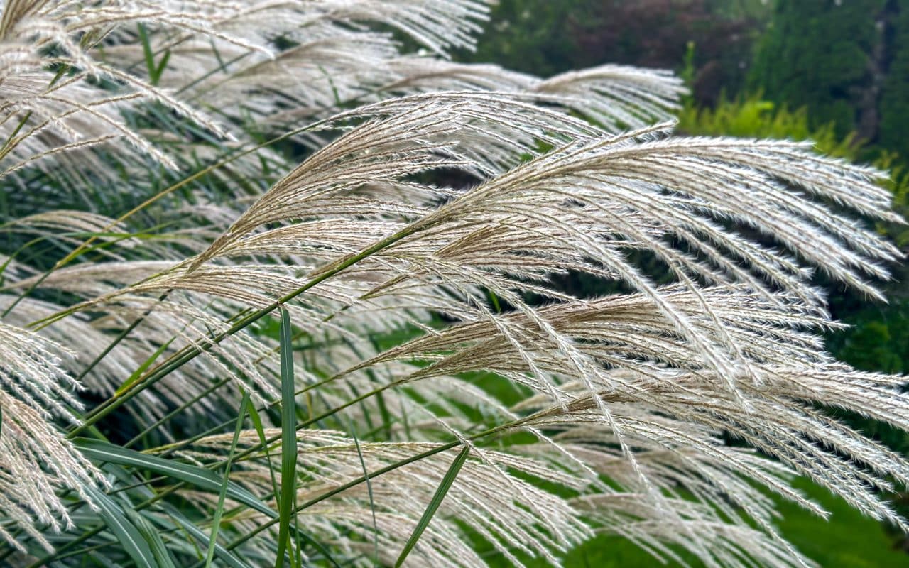 Chinese Maiden Grass