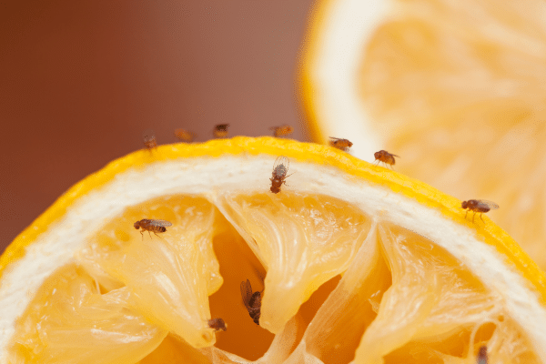 fruitvliegjes op een stuk fruit