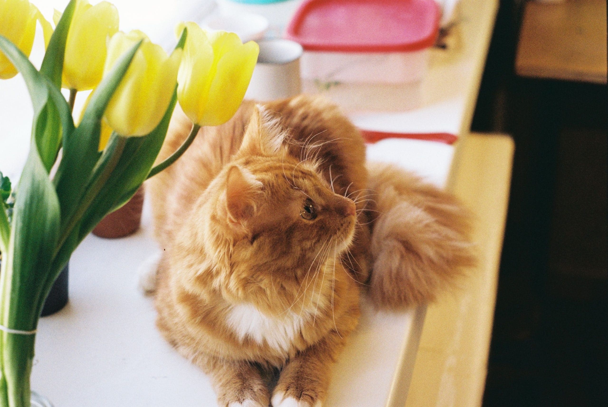 Katten