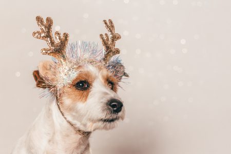 Jack Russell Dog Wearing Reindeer Antlers To Celebrate Christmas