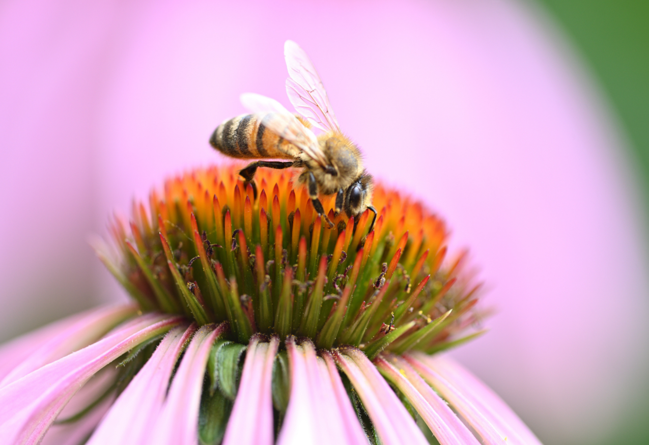 Bee On Flower 2100x1440