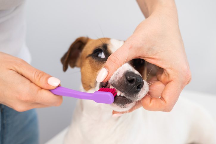 tanden van je hond poetsen